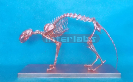 COPPERIZED CAT SKELETON MODEL WITH BASE